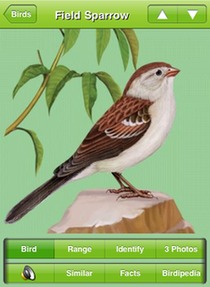Field Sparrow from iBird