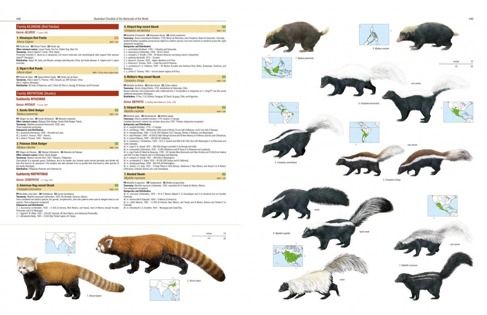 Sample from Illustrated Checklist of the Mammals of the World