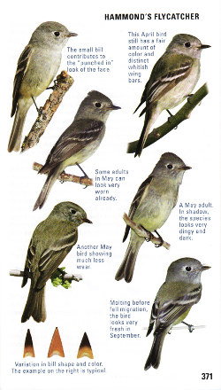 Sample empidonax flycatcher from Kaufman Field Guide to Advanced Birding