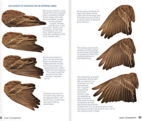 Opening bird wing from Kaufman Field Guide to Advanced Birding