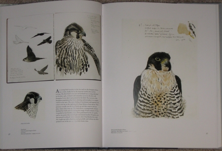 sample pages from Lars Jonsson's Birds