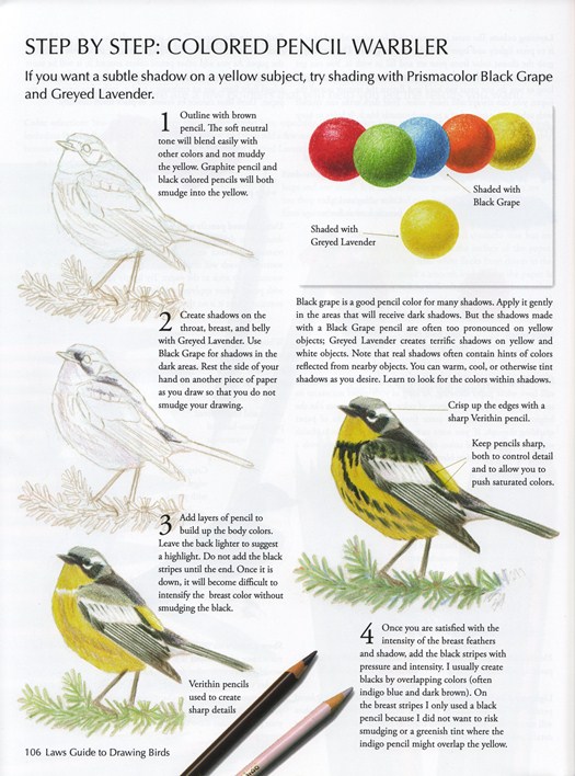Sample from The Laws Guide to Drawing Birds