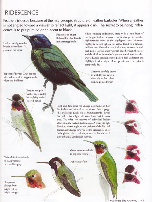 Sample from The Laws Guide to Drawing Birds