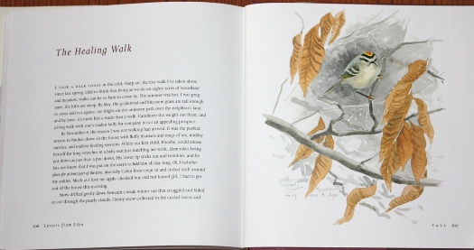 Golden-crowned Kinglet painting from Letters From Eden: A Year at Home, in the Woods