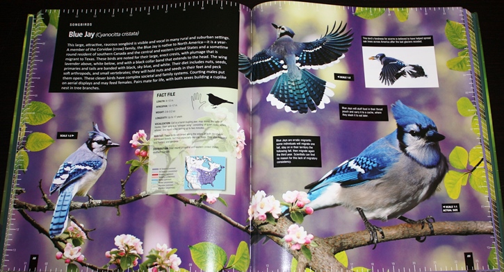 Blue Jay from Life-size Birds: The Big Book of North American Birds