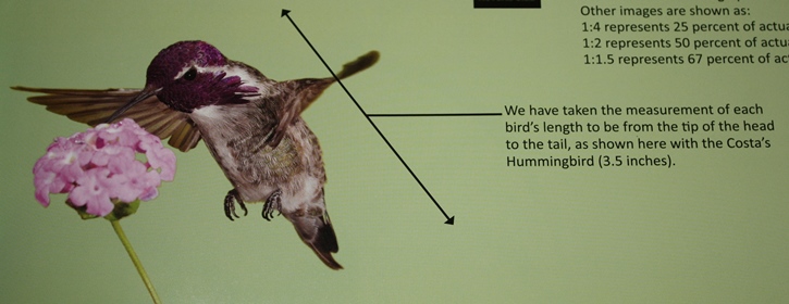 Costa’s Hummingbird example from Life-size Birds: The Big Book of North American Birds