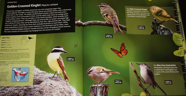 Golden-crowned Kinglets from Life-size Birds: The Big Book of North American Birds