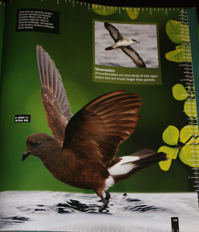 Wilson's Storm-petrel from Life-size Birds: The Big Book of North American Birds