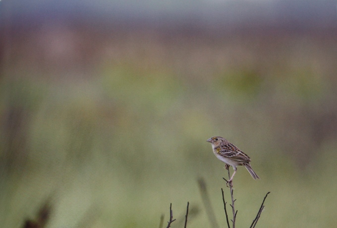 Florida Grasshopper Sparrow, from The Living Bird: 100 Years of Listening to Nature