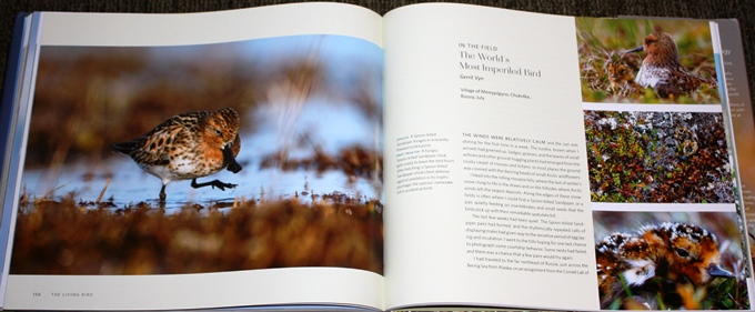 Spoon-billed Sandpipers, from The Living Bird: 100 Years of Listening to Nature