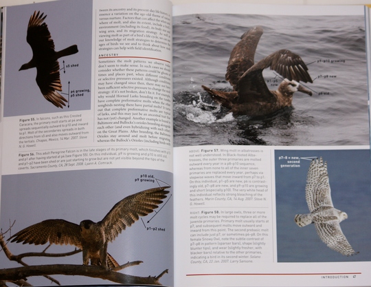 sample from Peterson Reference Guide to Molt in North American Birds