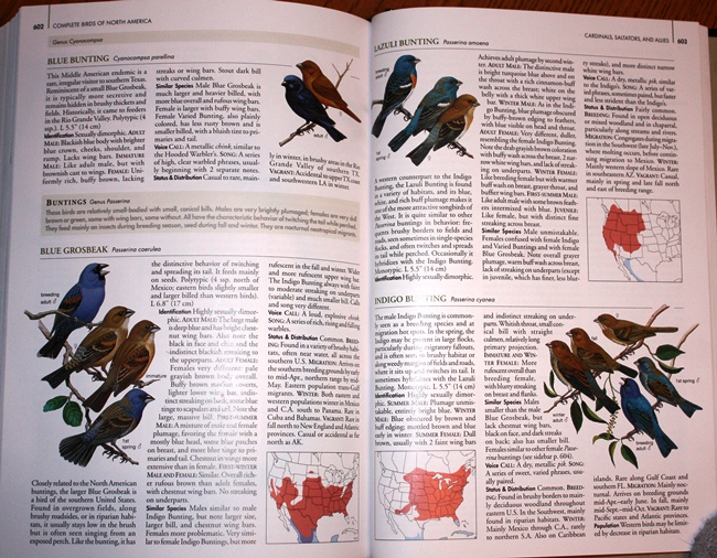 Sample from National Geographic Complete Birds of North America, 1st Edition