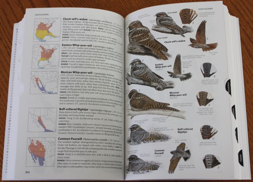 Sample plate from National Geographic Field Guide to the Birds of North America, Sixth Edition