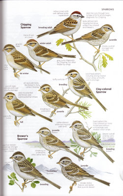 Spizella sparrows from National Geographic Field Guide to the Birds of North America, Sixth Edition