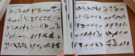 Visual Index of Bird Families from National Geographic Field Guide to the Birds of North America, Sixth Edition