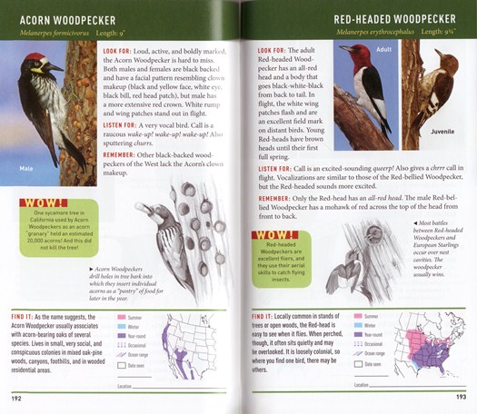 Sample from The New Birder's Guide to Birds of North America