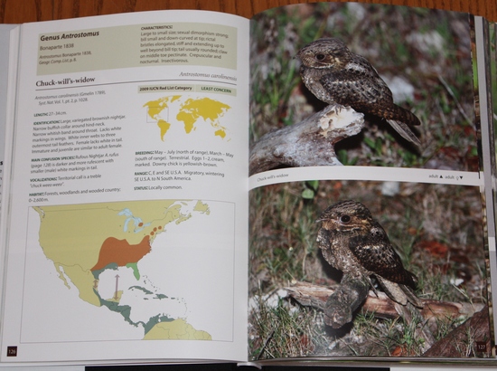 Chuck-will's-widow from Nightjars of the World