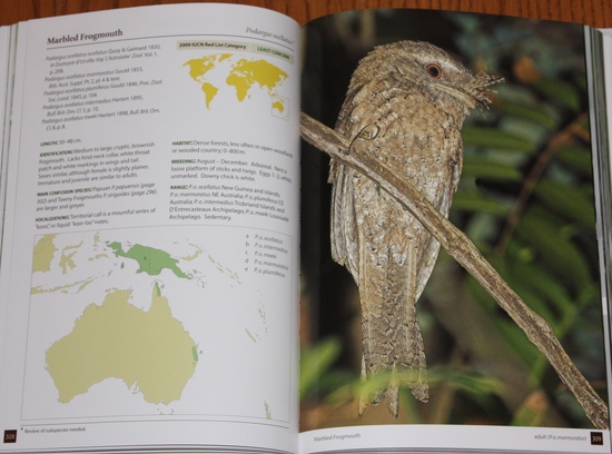 Marbled Frogmouth from Nightjars of the World