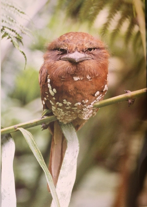 A Muppet-like Sri Lankan Frogmouth from Nightjars of the World