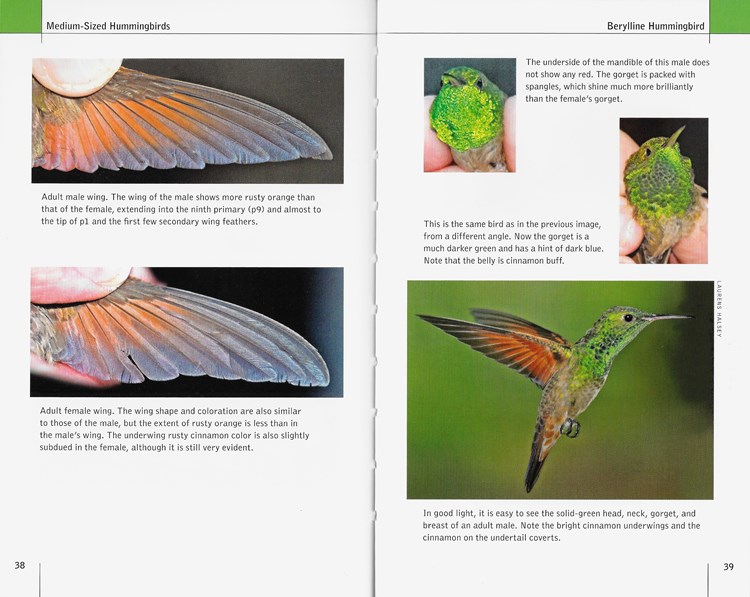 Berylline Hummingbird from North American Hummingbirds: An Identification Guide