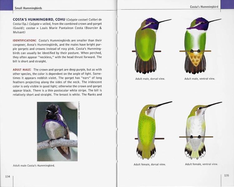 Costa's Hummingbird from North American Hummingbirds: An Identification Guide