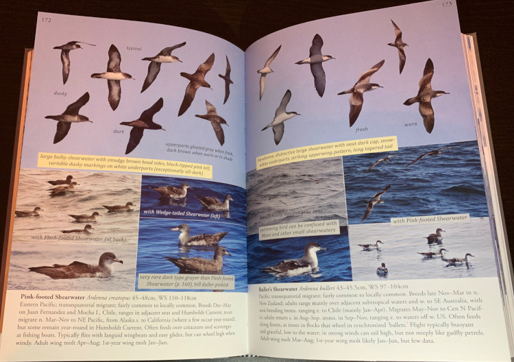 Sample from Oceanic Birds of the World: A Photo Guide