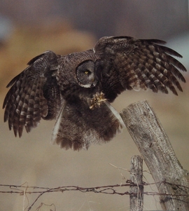 Great Gray Owl from The Owl and the Woodpecker