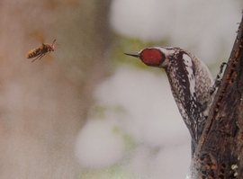 Yellow-bellied Sapsucker from The Owl and the Woodpecker