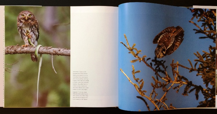 Sample from Owl: A Year in the Lives of North American Owls