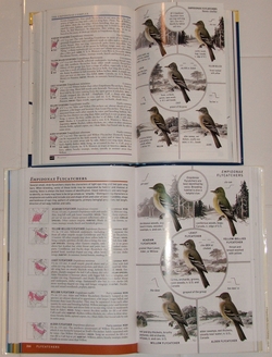 Flycatcher plate from the Peterson Field Guide