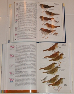 Thrush plate from the Peterson Field Guide