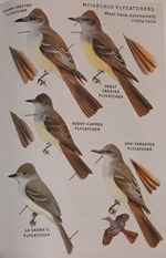 Myiarchus flycatcher plate from the Peterson guide