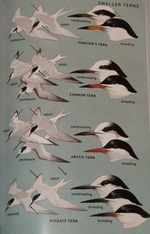 Tern plate from the Peterson guide