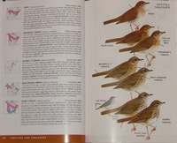 Thrush plate from the Peterson guide
