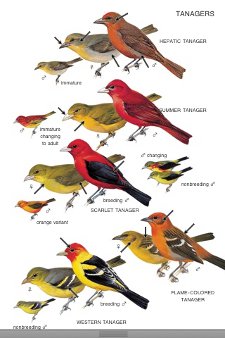 Full tanager plate from Peterson Birds of North America iPhone app