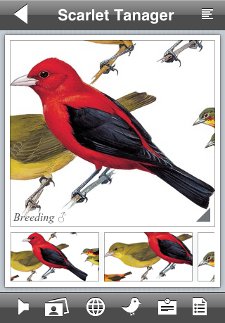 Scarlet Tanager detail from Peterson Birds of North America iPhone app