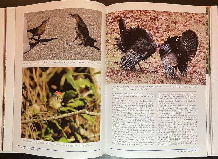 Sample from Peterson Reference Guide to Bird Behavior