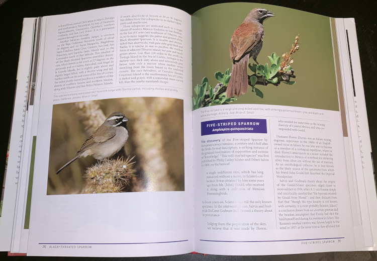 Sample from Peterson Reference Guide to Sparrows of North America