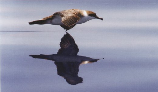 Great Shearwater photo from Petrels, Albatrosses, and Storm-Petrels of North America: A Photographic Guide