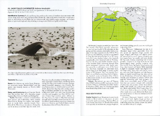 Short-tailed Shearwater account from Petrels, Albatrosses, and Storm-Petrels of North America: A Photographic Guide