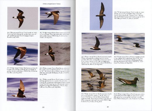 Wedge-rumped Storm-petrel photos from Petrels, Albatrosses, and Storm-Petrels of North America: A Photographic Guide