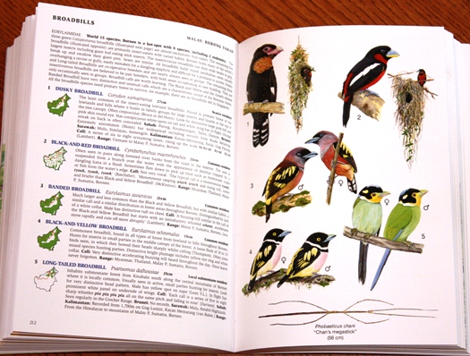 Broadbills from Phillipps Field Guide to the Birds of Borneo: Sabah, Sarawak, Brunei and Kalimantan