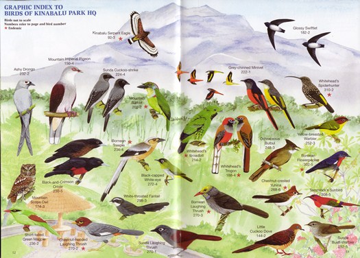 Graphic Index to Birds of Kinabalu Park HQ from Phillipps Field Guide to the Birds of Borneo: Sabah, Sarawak, Brunei and Kalimantan