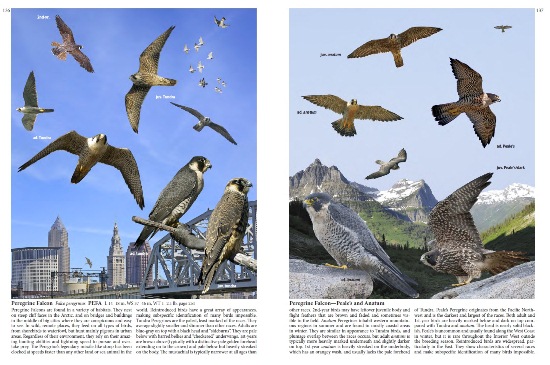 Peregrine Falcon from The Crossley ID Guide: Raptors