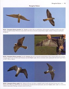 Peregrine Falcon from Hawks from Every Angle
