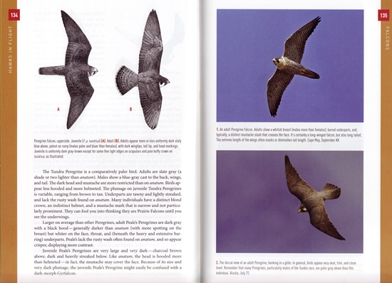 Peregrine Falcon from Hawks in Flight: Second Edition