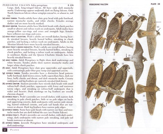 Peregrine Falcon from Hawks of North America (Peterson Field Guide)