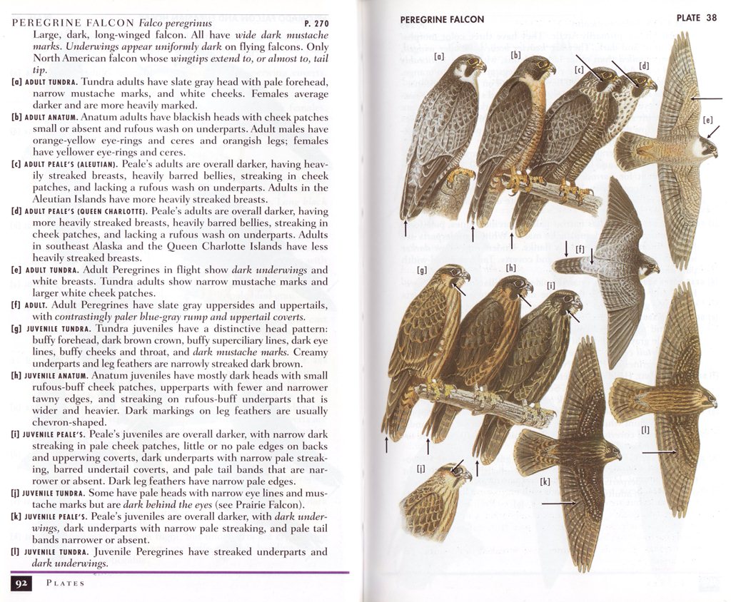 A Field Guide to Unusual Raptors of the Southern US