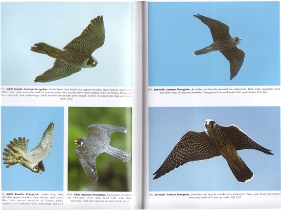 Peregrine Falcon from A Photographic Guide to North American Raptors