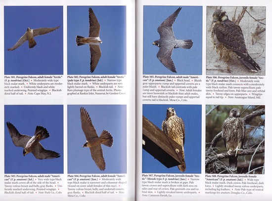 Peregrine Falcon from The Wheeler Guides